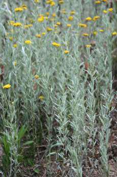Helichrysum aureonitens