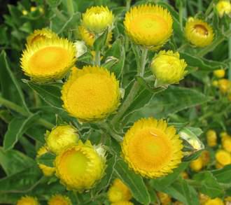 Helichrysum cooperi flowers