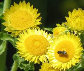 Helichrysum cooperi visited by bee