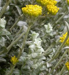 Helichrysum cymosum subsp. cymosum, foliage and flowerhead