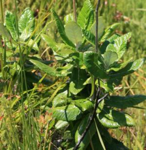 Leaves