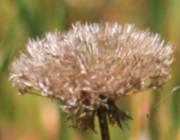 Dried seedhead
