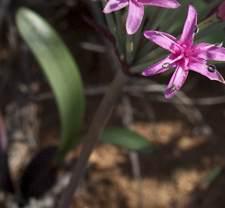 Hessea brevifolia leaves. Image  Colin Paterson-Jones