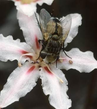 Hessea monticola with Tachinid fly.Colin Paterson-Jones.
