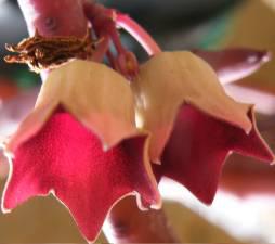 Huernia pendula flowers 