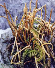 Hydrostachys polymorpha