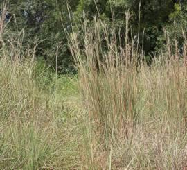 Growing Hyparrhenia hirta 