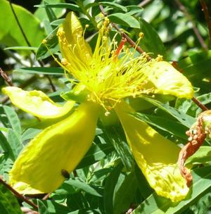 Close-up of flower
