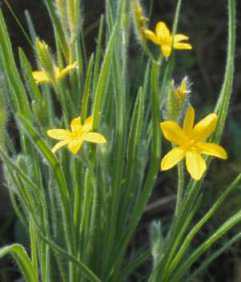 Hypoxis acuminata