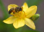 Bee pollinating flower