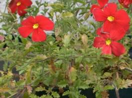 Jamesbrittenia bergae foliage and flowers