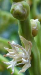 Jubaeopsis caffra flower