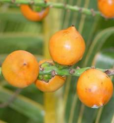 Jubaeopsis caffra fruit