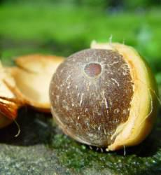 Jubaeopsis caffra seed