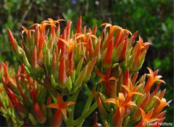 Kalanchoe rotundifolia flowers. Photo by Geoff Nichols