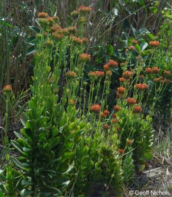 Kalanchoe rotundifolia. Photo by Geoff Nichols