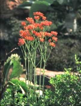 Kalanchoe rotundifolia