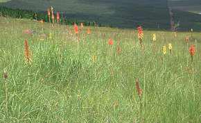Growing near Greytown in KwaZulu-Natal