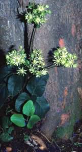 Growing at the base of a tree