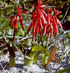 Growing in habitat