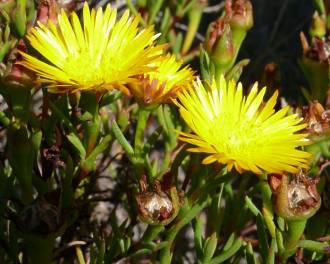 Bright yellow Lampranthus bicolor flowers