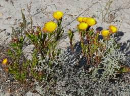 Lampranthus bicolor in habitat