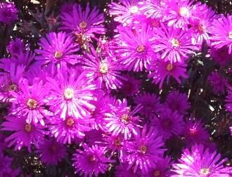 Lampranthus hoerleinianus flowers