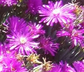 Lampranthus hoerleinianus flower heads
