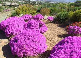 Lampranthus hoerleinianus growing at the Karoo Desert NBG