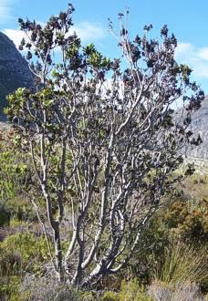 Laurophyllus capensis female tree in habitat