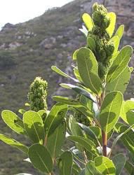 Laurophyllus capensis female fruiting branch