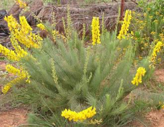 Lebeckia sepiaria