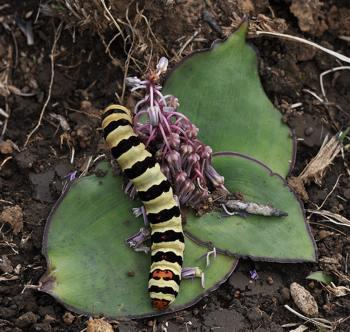 Cherry spot moth on L. ovatifolia