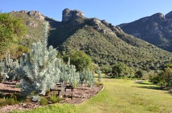 Leucadendron argenteum growing in the garden, Kirstenbosch NGB.