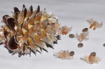 Leucadendron argenteum, dried 'cone' and seeds.