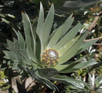 Leucadendron argenteum, female flowerhead.