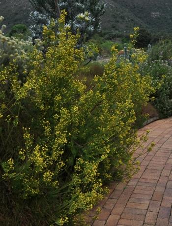 Leucadendron laxum, male plant in flower at Kirstenbosch NBG.