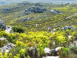 Leucadendron laureolum growing in habitat at Steenberg 