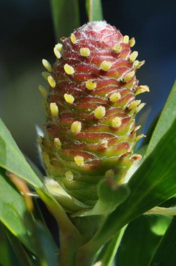 Leucadendron macowanii, female flowerhead.