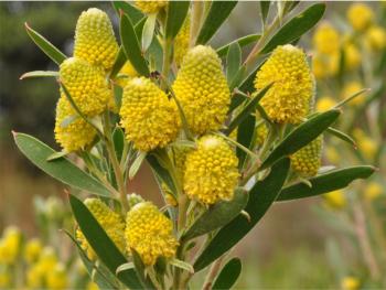 Leucadendron macowanii, male flowerheads. 