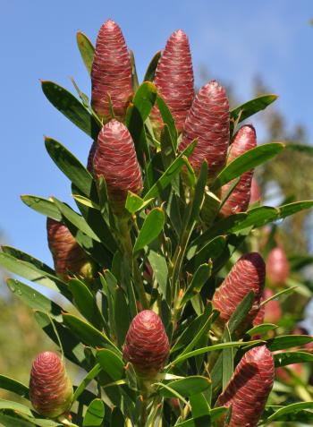 Leucadendron macowanii, female plant fresh cones in winter-spring.