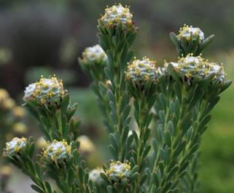 Leucadendron linifolium