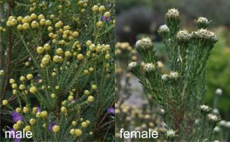 Leucadendron linifolium