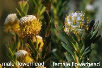 Leucadendron linifolium