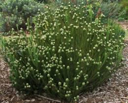 Leucadendron linifolium