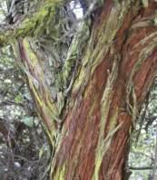 Leucosidea sericea bark