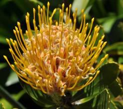 L. cuneiforme mature flowerhead