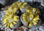 Flowers of Lithops naureeniae