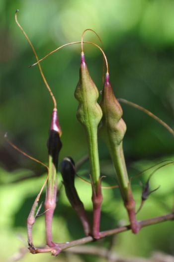 Mackaya bella, developing fruits.