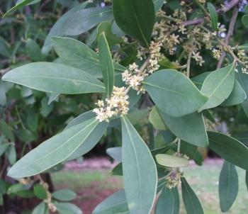 Maytenus oleoides in flower